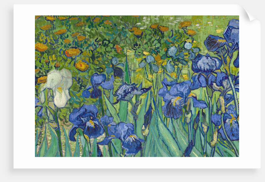 Irises, 1889 by Vincent van Gogh
