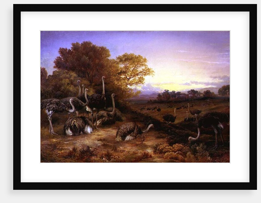 Ostriches, 19th century by Anonymous Anonymous