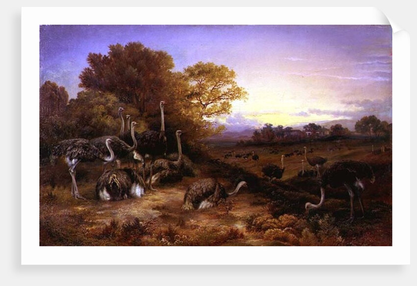 Ostriches, 19th century by Anonymous Anonymous