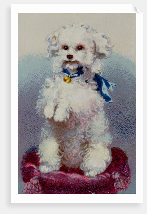 Poodle with blue ribbon by English School