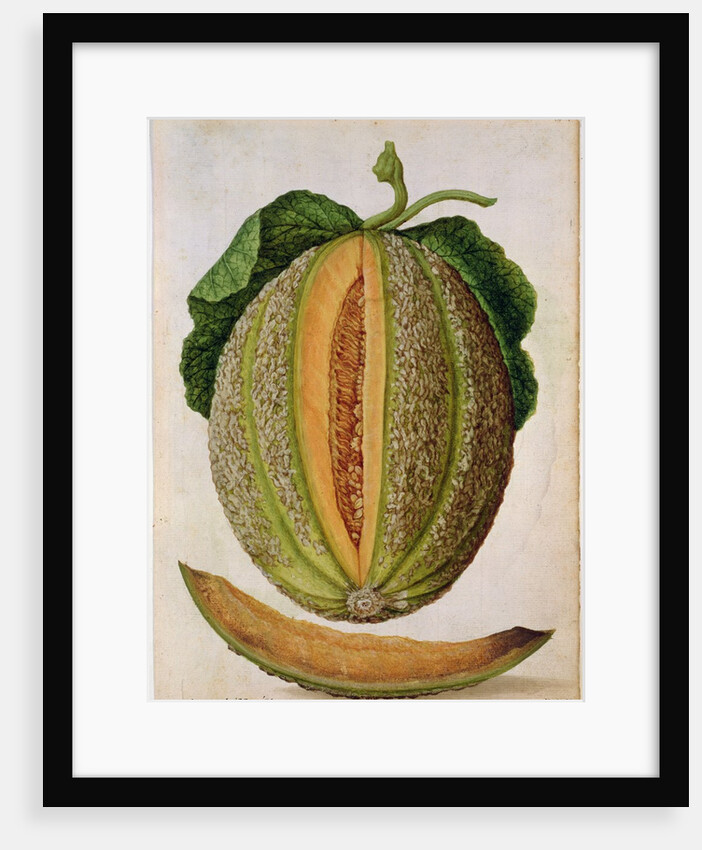 Melon, c.1568 by Jacques Le Moyne
