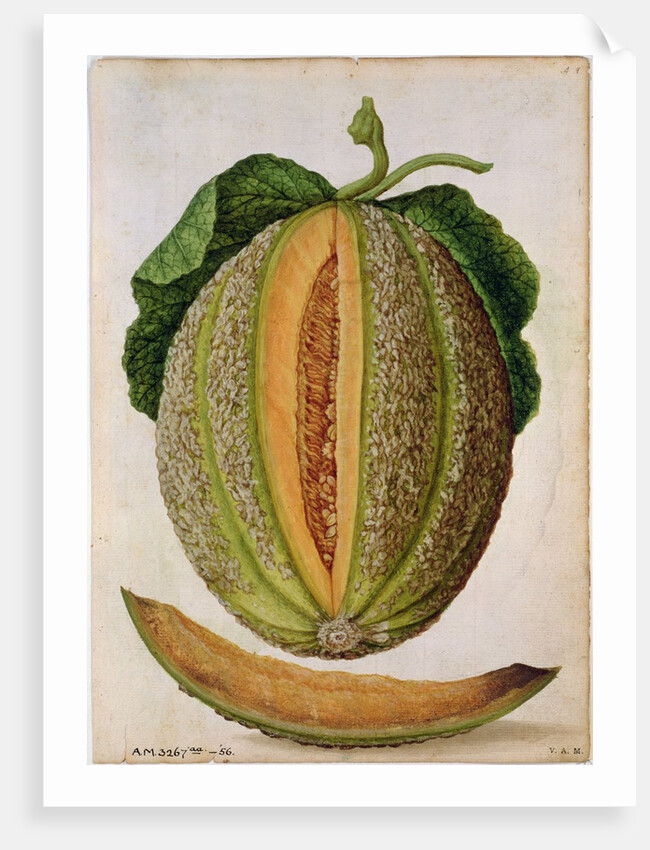 Melon, c.1568 by Jacques Le Moyne