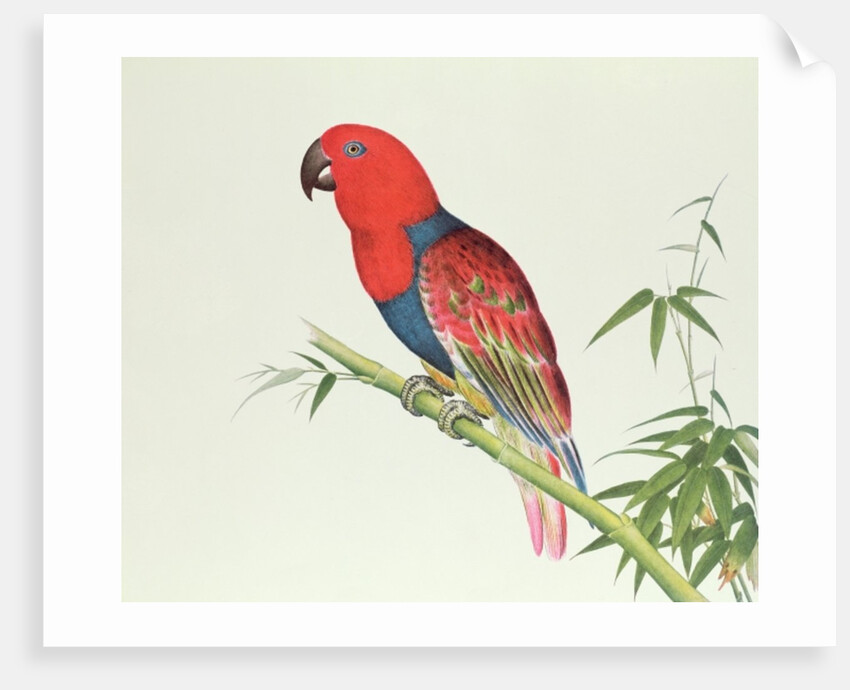 Electus Parrot, on a bamboo shoot, Ch'ien-lung period by Qing Dynasty Chinese School