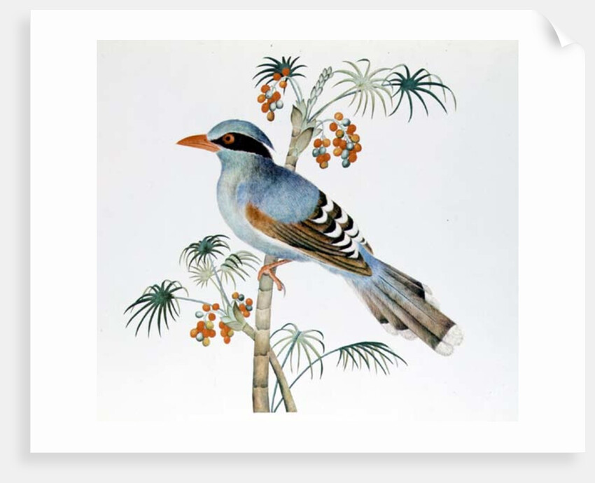 Green Magpie, Ch'ien-lung period by Qing Dynasty Chinese School