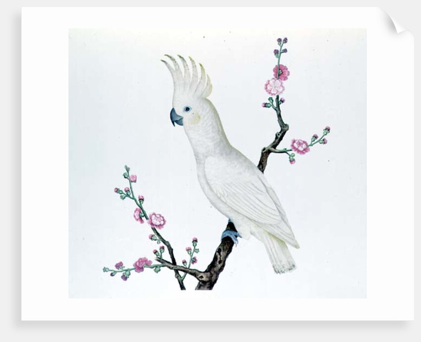 Lesser Lemon Crested Cockatoo, perched on a sprig of flowering Japonica, Ch'ien-lung period by Qing Dynasty Chinese School