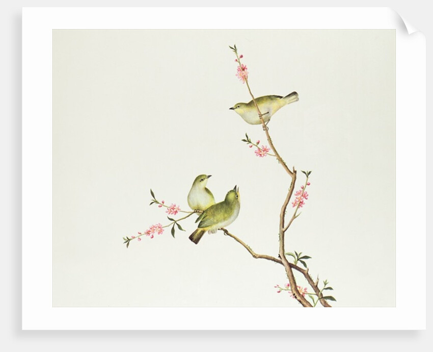 White-Eye bird, Ch'ien-lung period by Qing Dynasty Chinese School