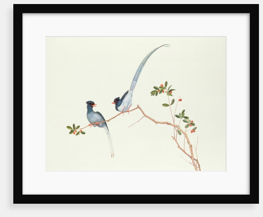 Red-billed blue magpies, on a branch with red berries, Ch'ien-lung period by Qing Dynasty Chinese School