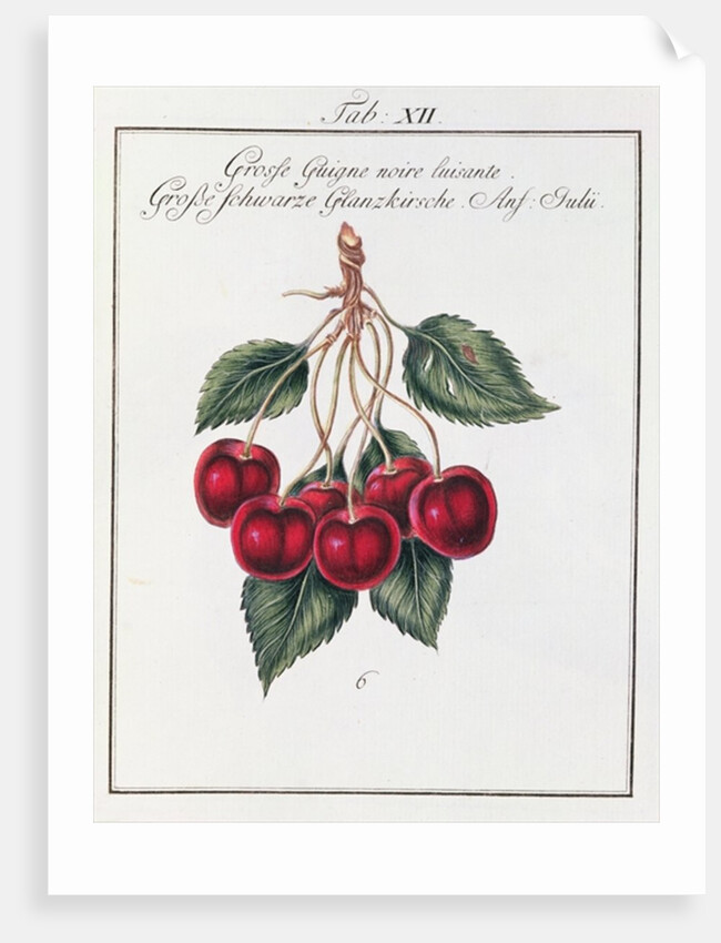 Large Shiny Black Cherry, 19th century by Anonymous