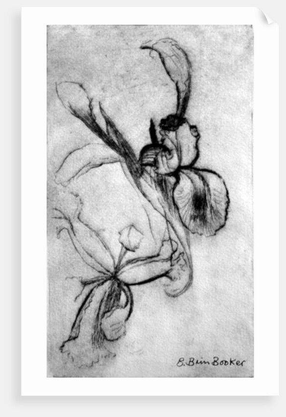 Irises by Brenda Brin Booker