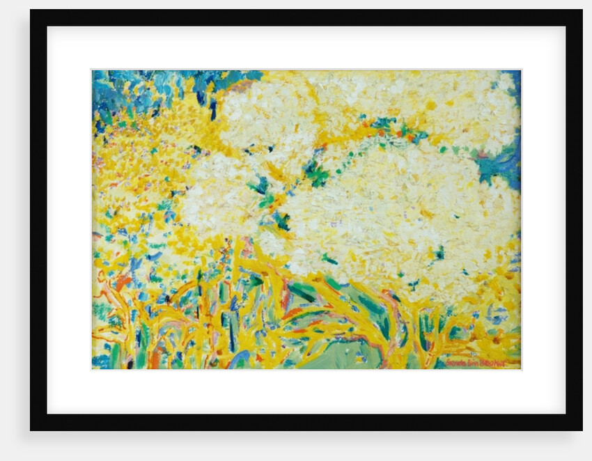 The Elderflower Tree by Brenda Brin Booker