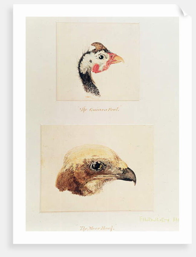 The Guinea Fowl and the Moor Hawk by Joseph Mallord William Turner