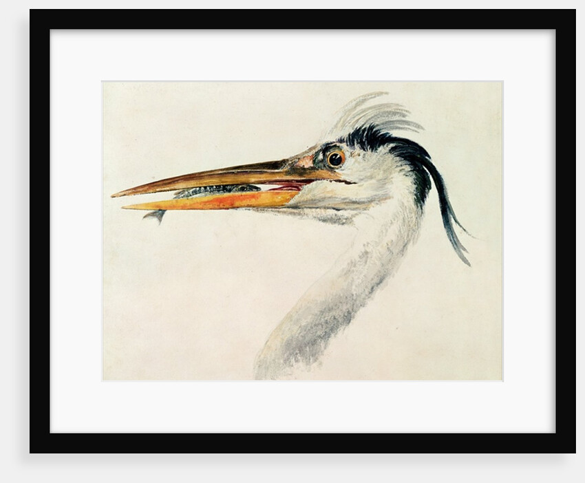 Heron with a fish by Joseph Mallord William Turner