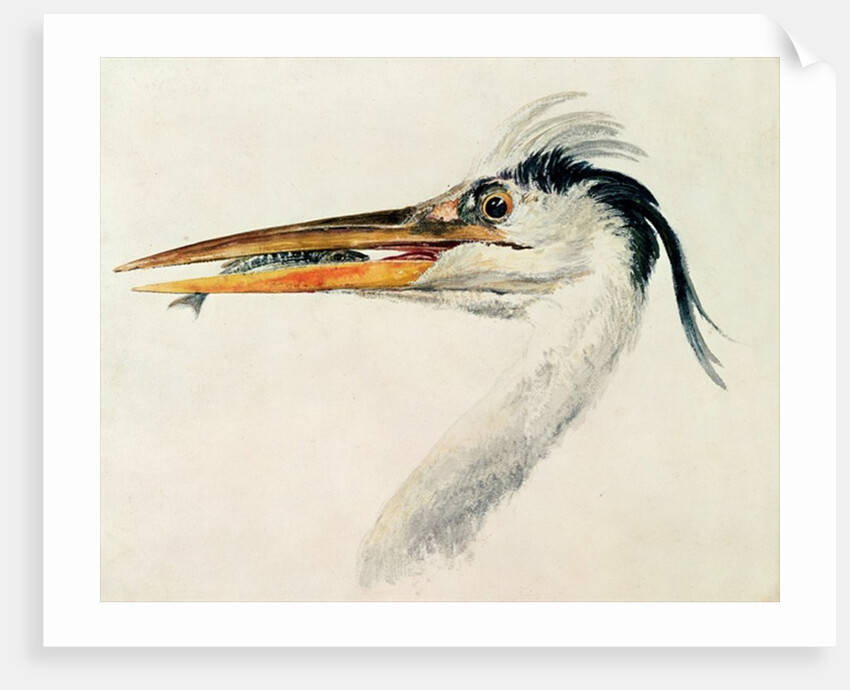 Heron with a fish by Joseph Mallord William Turner