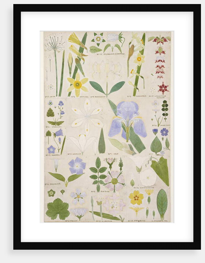 Botanical illustration, original from Owen Jones's `The Grammar of Ornament`, 1856 by Christopher Dresser