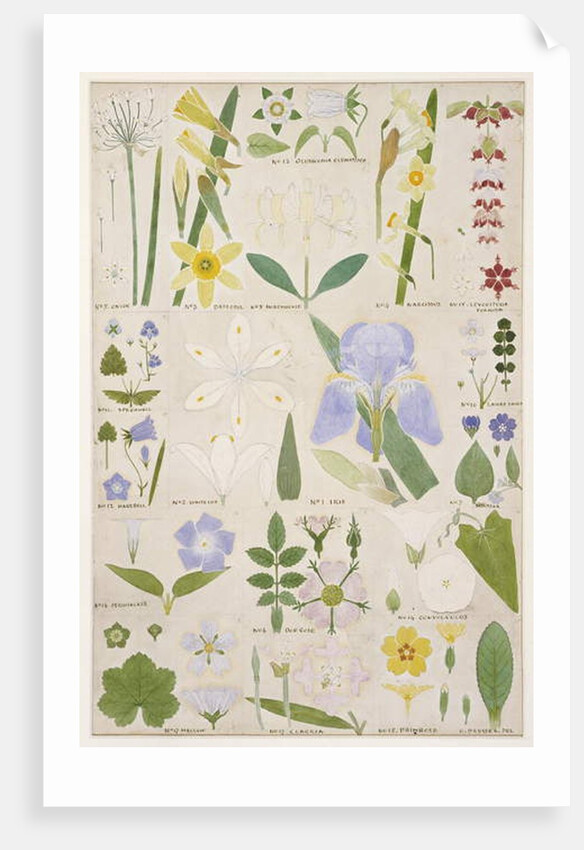 Botanical illustration, original from Owen Jones's `The Grammar of Ornament`, 1856 by Christopher Dresser