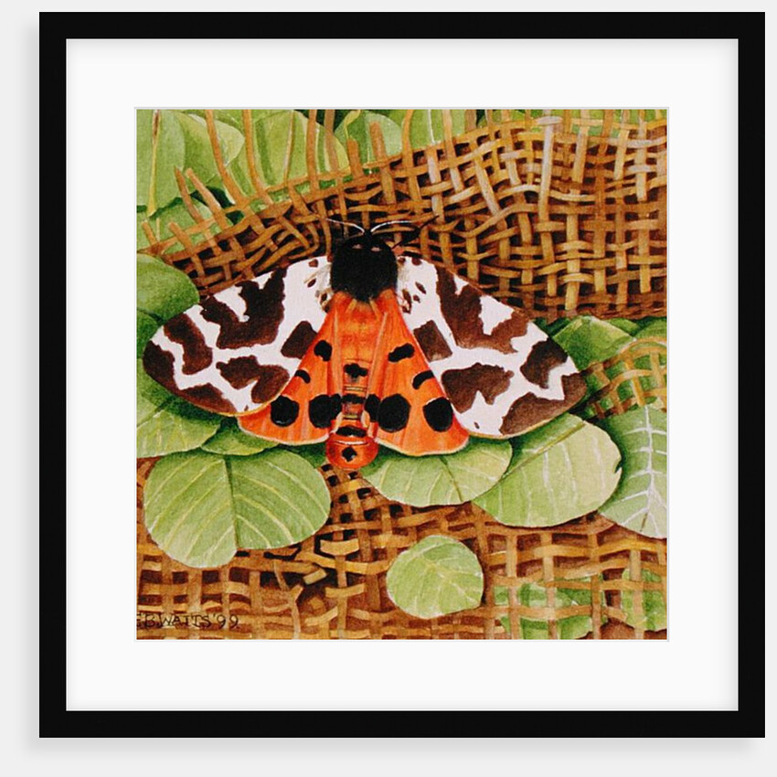 Tiger Moth, 1999 by E.B. Watts