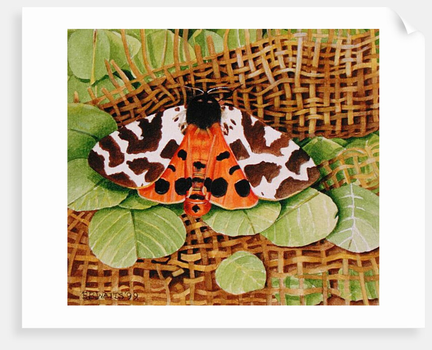 Tiger Moth, 1999 by E.B. Watts