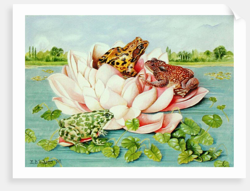 Water Lily, 1998 by E.B. Watts