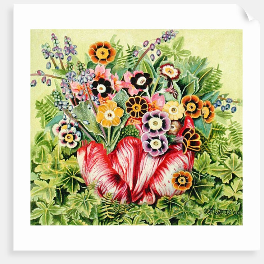 Auriculas, 2000 by E.B. Watts