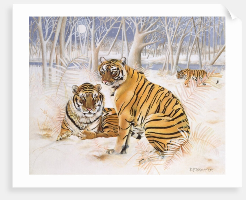 Tigers in the Snow, 2005 by E.B. Watts