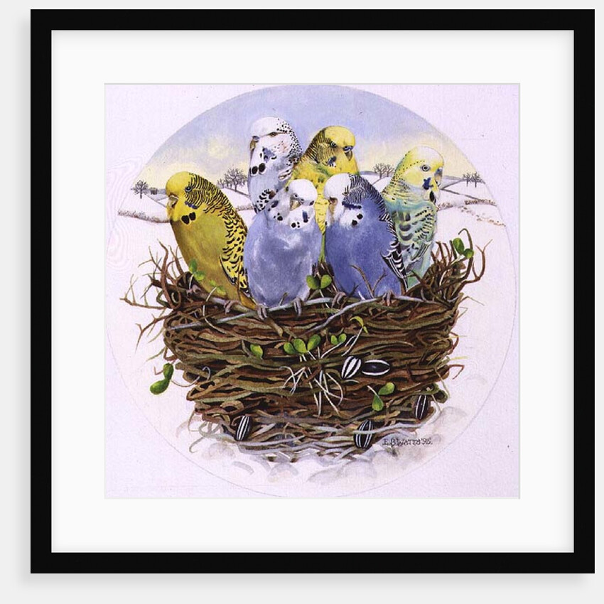 Budgerigars in a Nest, 1995 by E.B. Watts