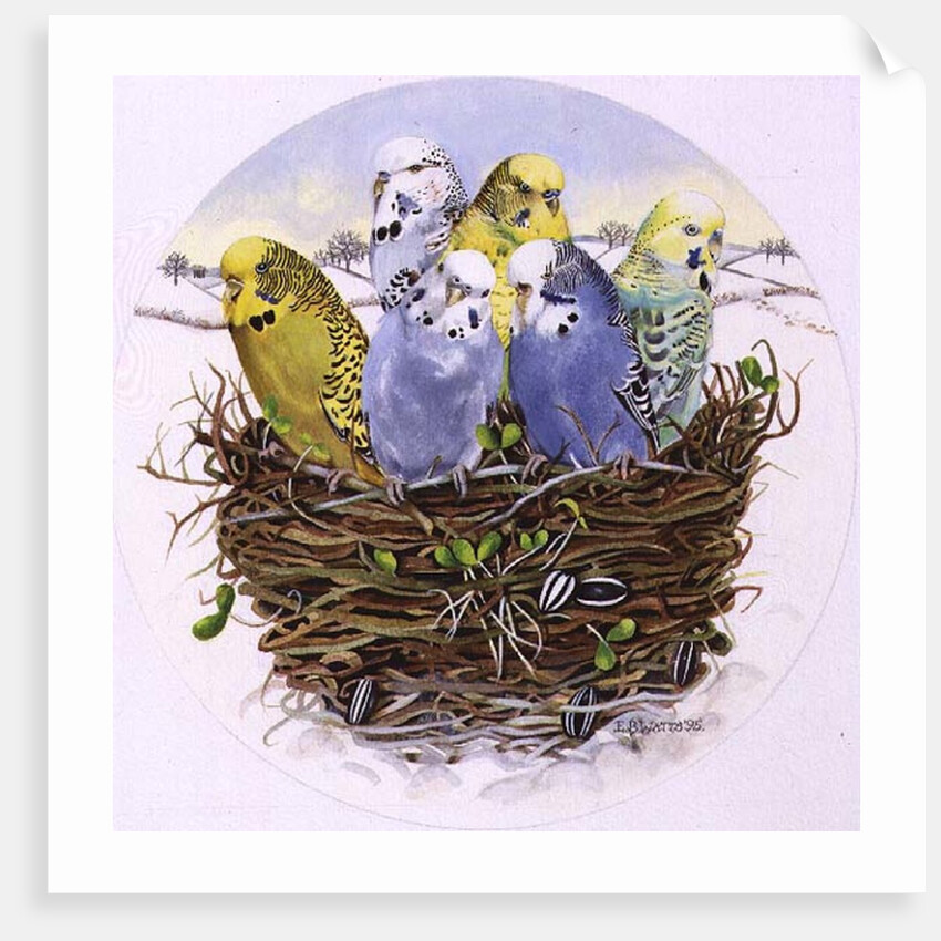 Budgerigars in a Nest, 1995 by E.B. Watts