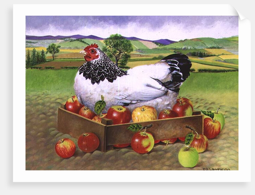 Hen in a Box of Apples, 1990 by E.B. Watts