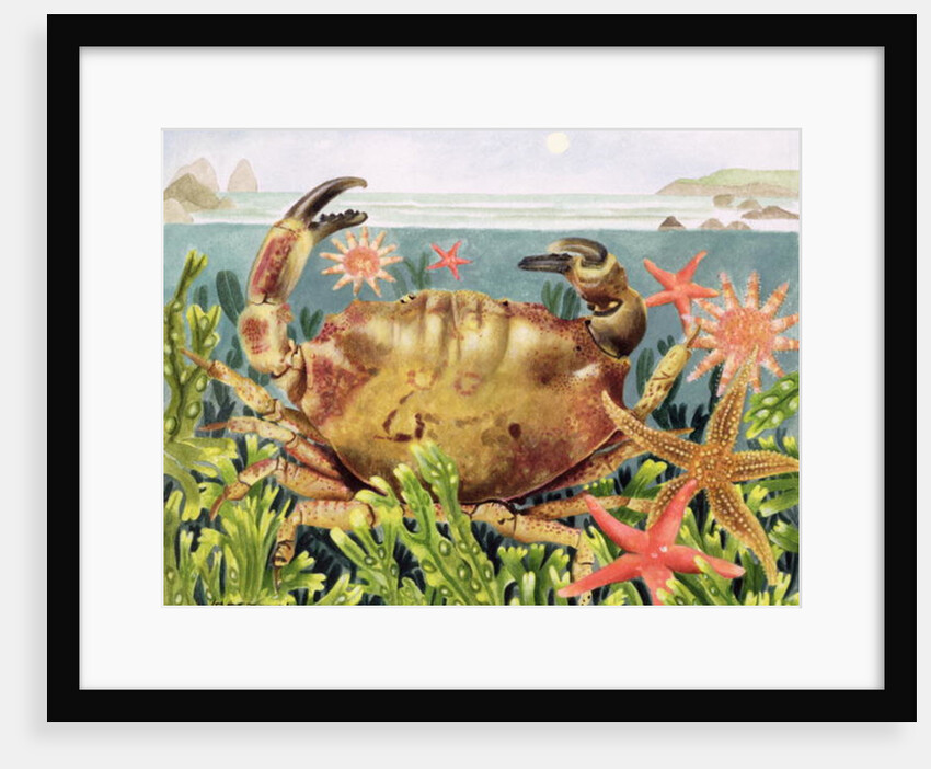 Furrowed Crab with Starfish Underwater, 1997 by E.B. Watts
