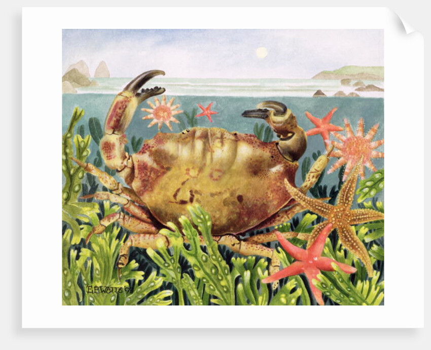 Furrowed Crab with Starfish Underwater, 1997 by E.B. Watts