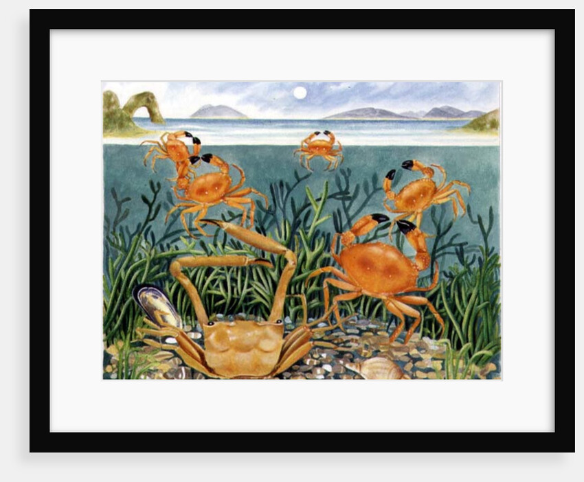 Crabs in the Ocean, 1997 by E.B. Watts