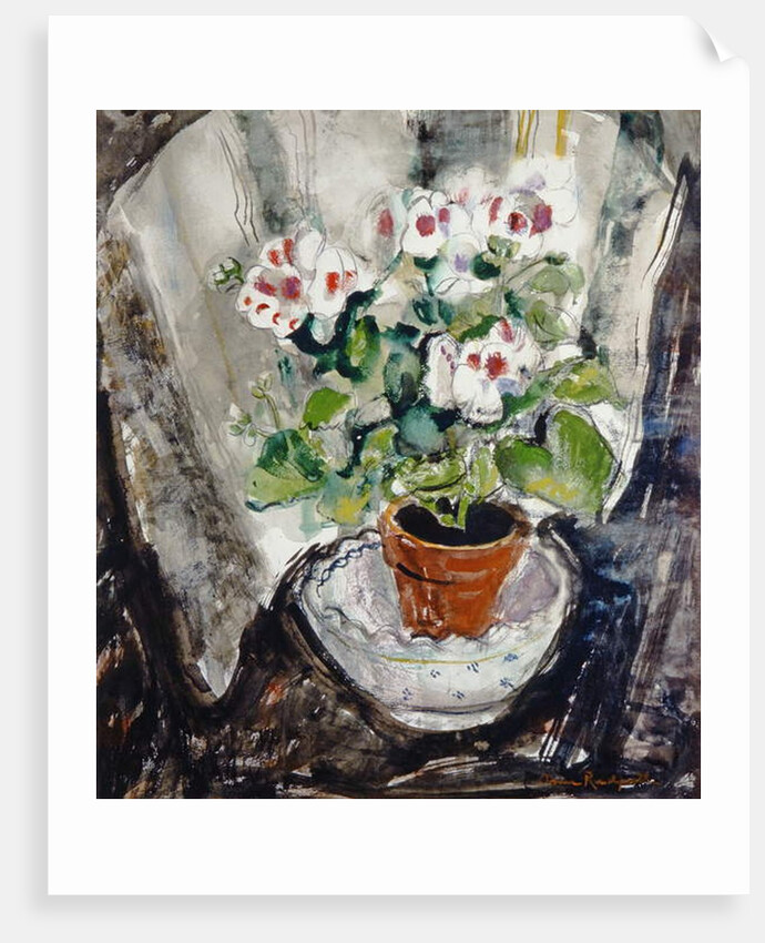 Pelargonium by Anne Redpath