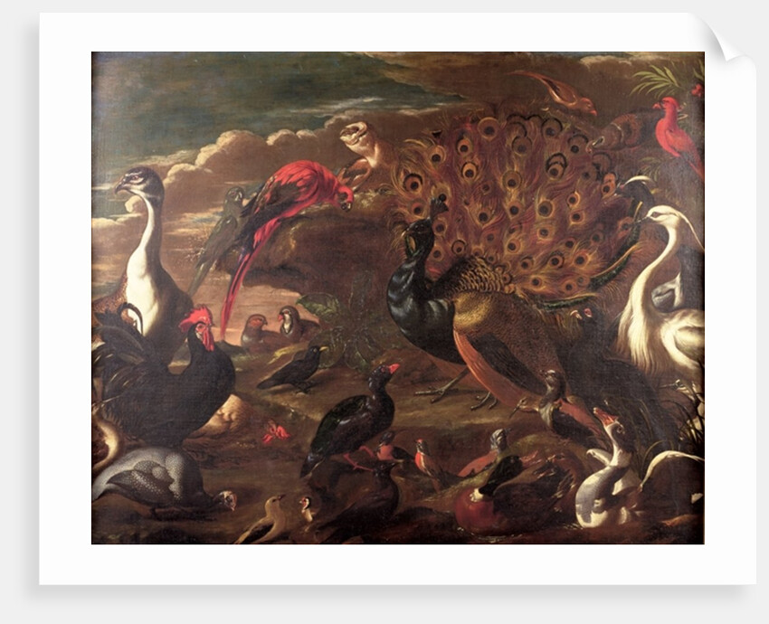 The Birds and the Beasts by Jacob van der (1637-1712) Kerckhoven