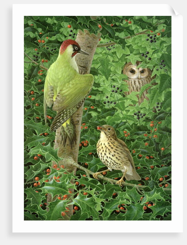 Woodpecker, Owl and Thrush by Birgitte Hendil