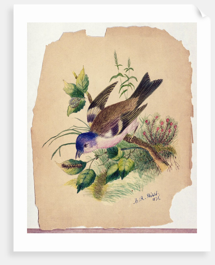 Bluebird on a Branch, 1871 by Claude Raguet Hirst