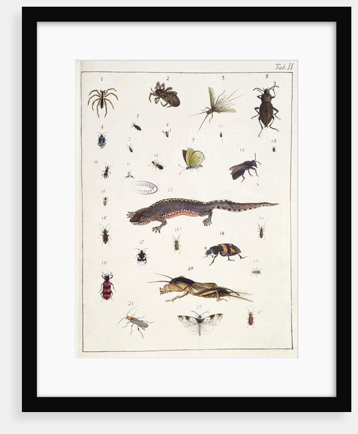 Various insects and a lizard by Georges Cuvier