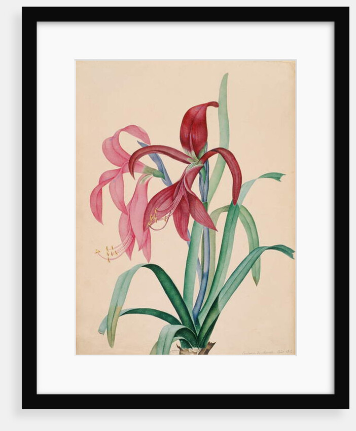 Iris, 1812 by French School