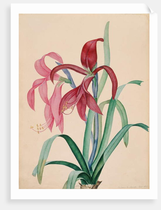 Iris, 1812 by French School
