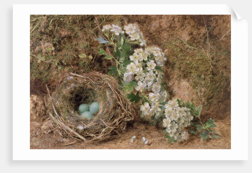 May Blossom and a Hedge Sparrow's Nest, 1845 by William Henry Hunt