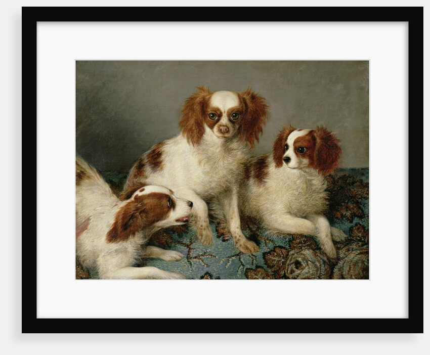 Three Cavalier King Charles Spaniels on a Rug by English School