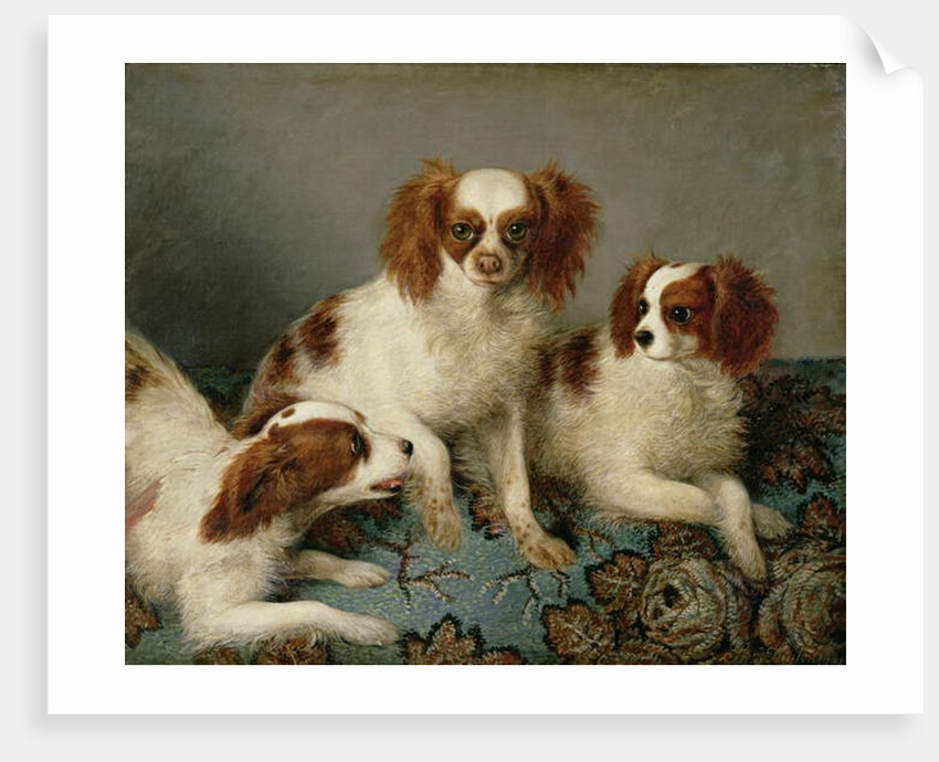 Three Cavalier King Charles Spaniels on a Rug by English School