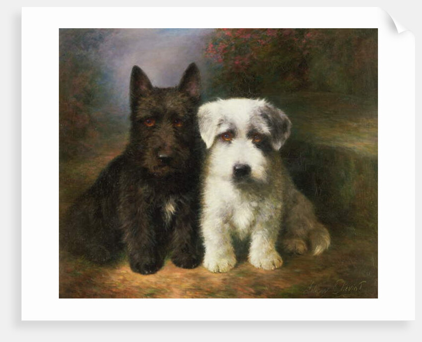 A Scottish and a Sealyham Terrier by Lilian Cheviot