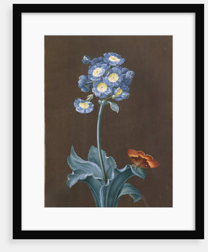 Primula Auricula with Moth by Margaretha Barbara Dietzsch