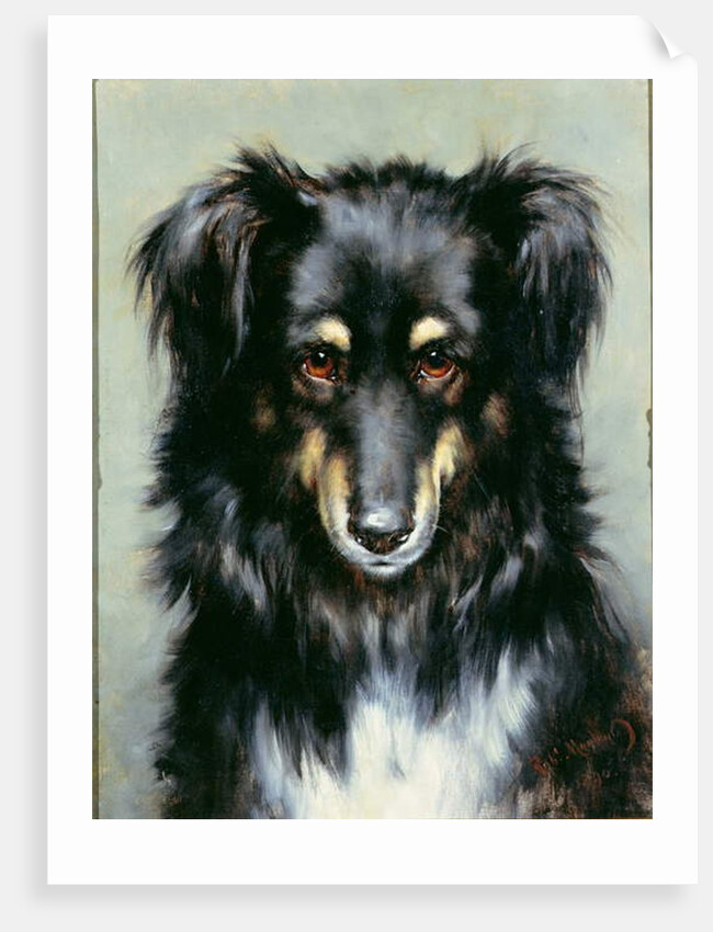 A Black and Tan Collie, 1890 by Robert Morley