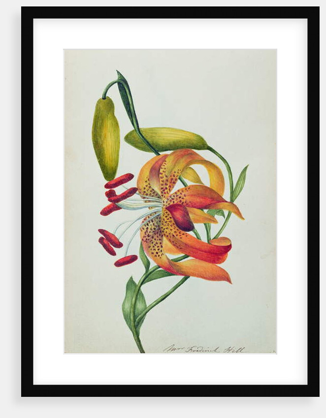 Tiger Lily by Mrs Frederick Hill