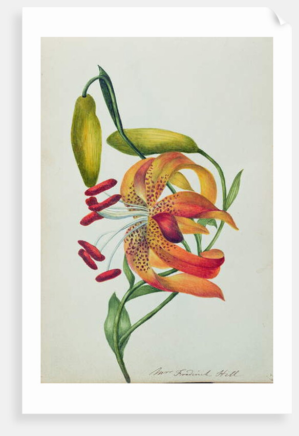 Tiger Lily by Mrs Frederick Hill