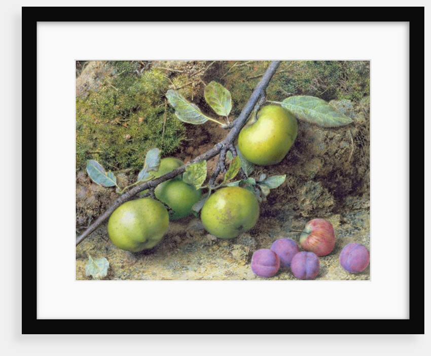 Apples and Plums on a Mossy Bank by John Sherrin