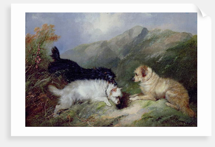 Terriers Rabbiting by George Armfield