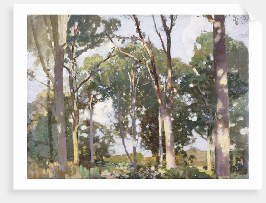 Trees in sunlight by Harry Watson