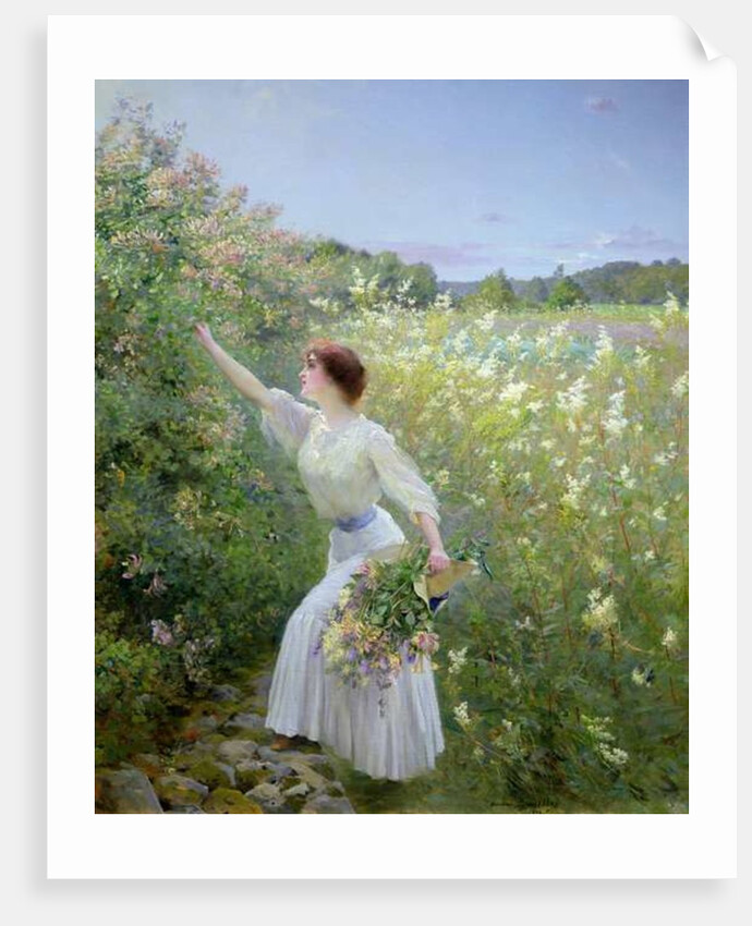 Wild Honeysuckle by Pierre Andre Brouillet