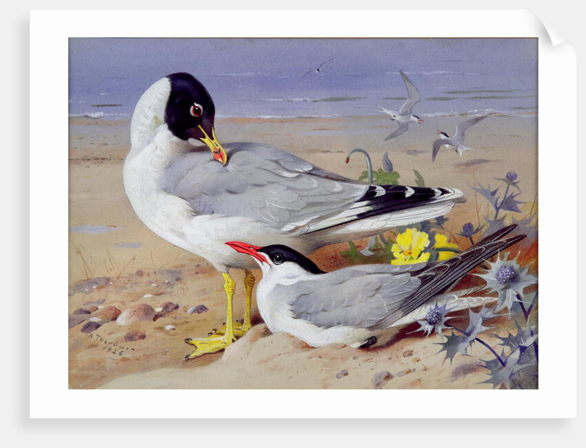 Black headed gulls, by Archibald Thorburn